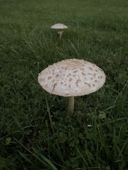 Saproamanita thiersii