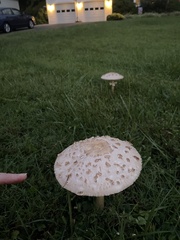 Saproamanita thiersii