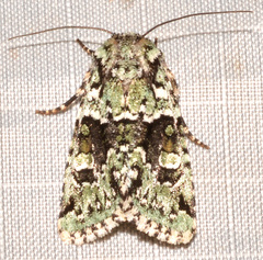 Lacinipolia explicata