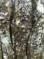 Frullania bolanderi