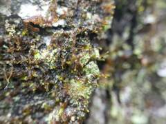 Frullania bolanderi