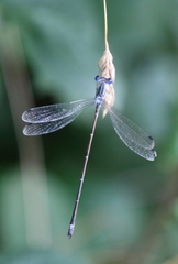 Lestes rectangularis