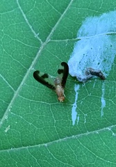 Toxonevra superba