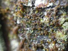 Frullania bolanderi