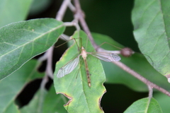 Platytipula