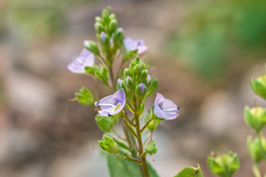 Veronica catenata