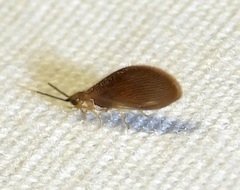 Sisyra apicalis