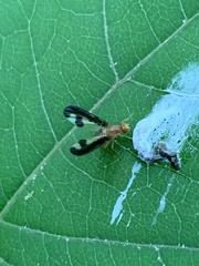 Toxonevra superba