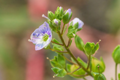 Veronica catenata