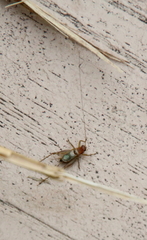 Anaxipha exigua