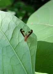 Toxonevra superba