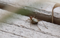 Anaxipha exigua
