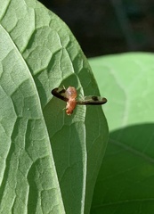 Toxonevra superba
