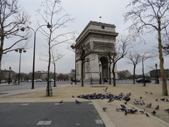 Columba livia domestica