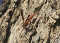 Polistes rubiginosus
