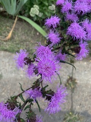 Liatris scariosa