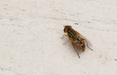 Parhelophilus laetus