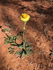 Xerochrysum bracteatum