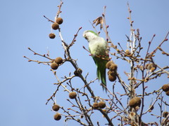 Myiopsitta monachus