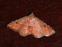 Thyrididae