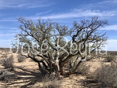 Pachycormus discolor