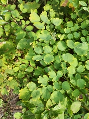 Thalictrum occidentale