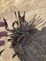 Plantago maritima