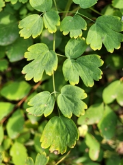 Thalictrum occidentale