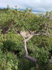 Bursera glabrifolia