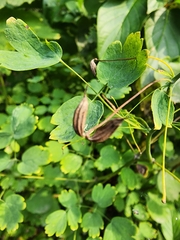 Thalictrum occidentale
