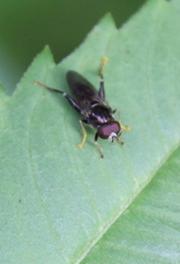 Chalcosyrphus nemorum