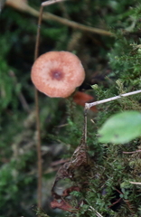 Lactarius camphoratus