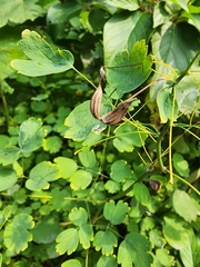 Thalictrum occidentale