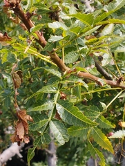 Bursera glabrifolia