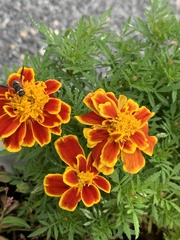 Euodynerus hidalgo boreoorientalis