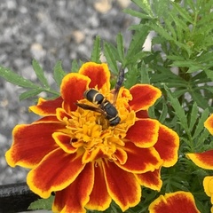 Euodynerus hidalgo boreoorientalis