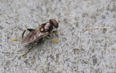 Chalcosyrphus nemorum