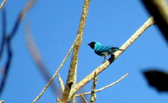 Tersina viridis