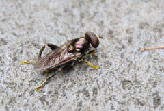 Chalcosyrphus nemorum