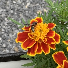 Euodynerus hidalgo boreoorientalis