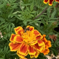 Euodynerus hidalgo boreoorientalis