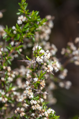 Cryptandra tomentosa