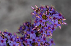 Calytrix leschenaultii