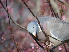 Columba palumbus