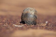 Pisolithus arhizus