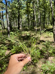 Dichanthelium depauperatum