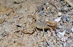 Paravaejovis confusus