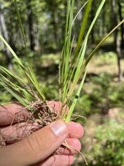 Dichanthelium depauperatum