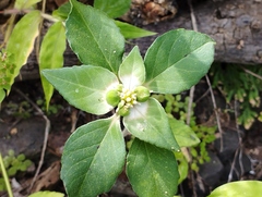 Euphorbia schiedeana