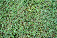 Stenotaphrum secundatum